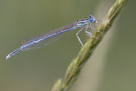 Platycnemis pennipes